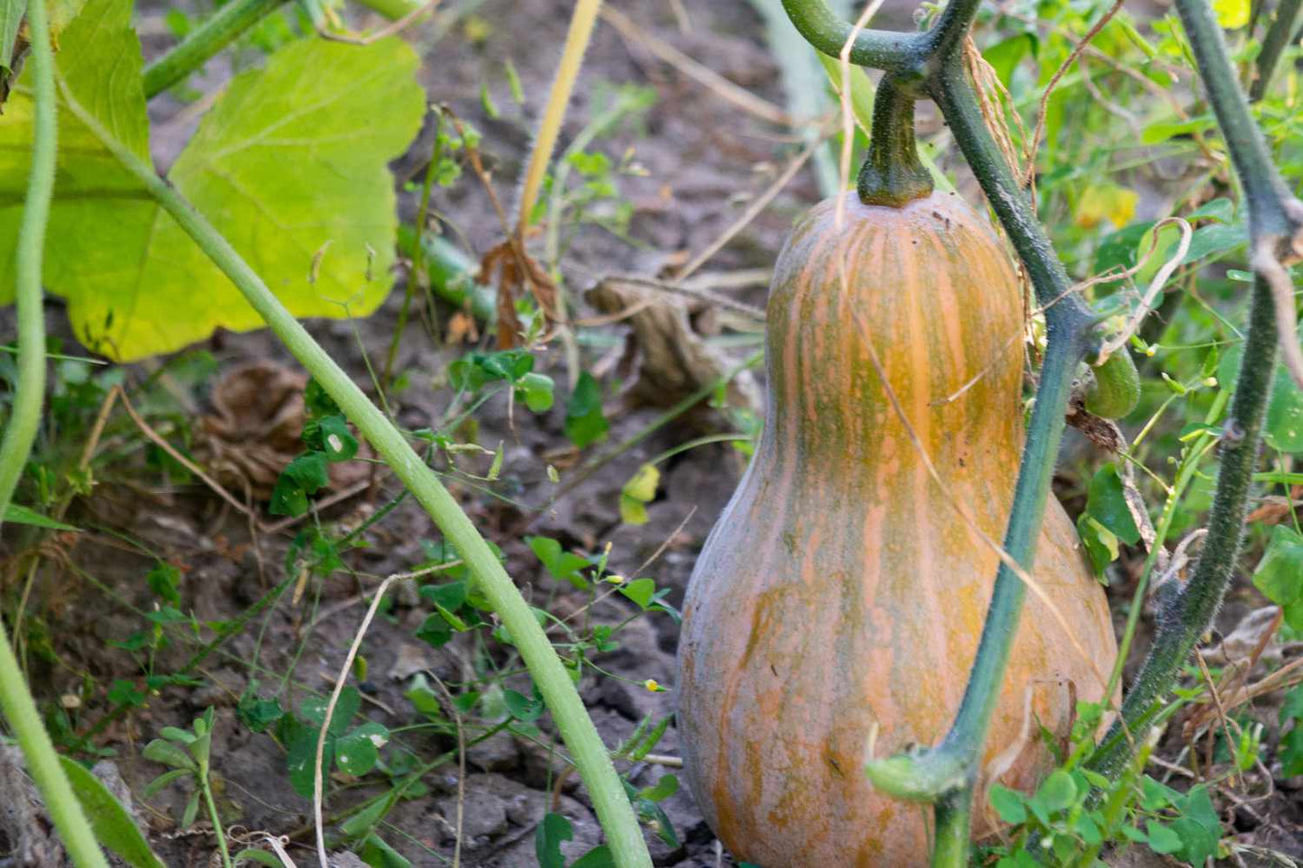 Zucchini/Squash Kit: Grow Your Own Nutritious and Delicious Squash!