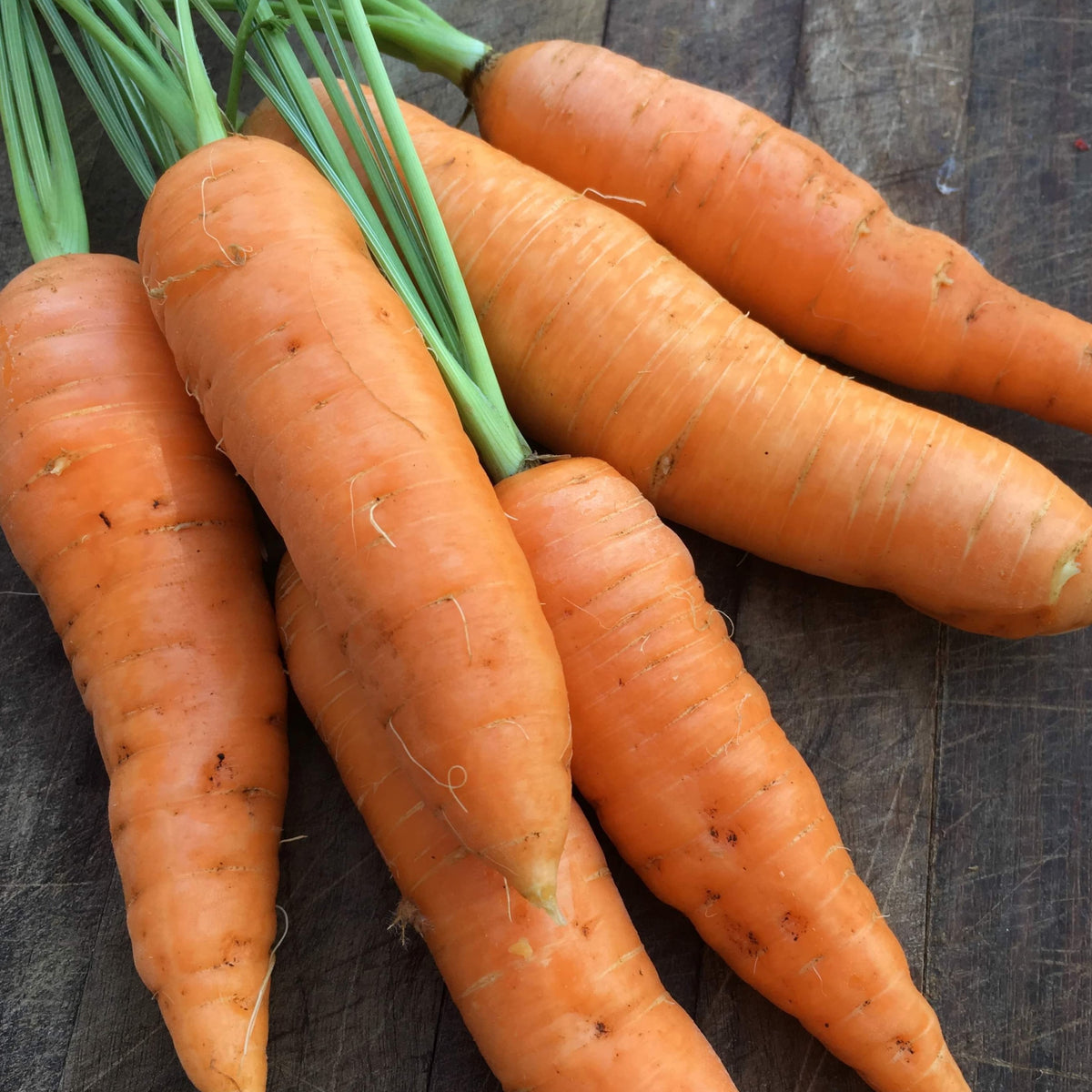 Carrots Kit: Grow Your Own Crunchy and Sweet Carrots!