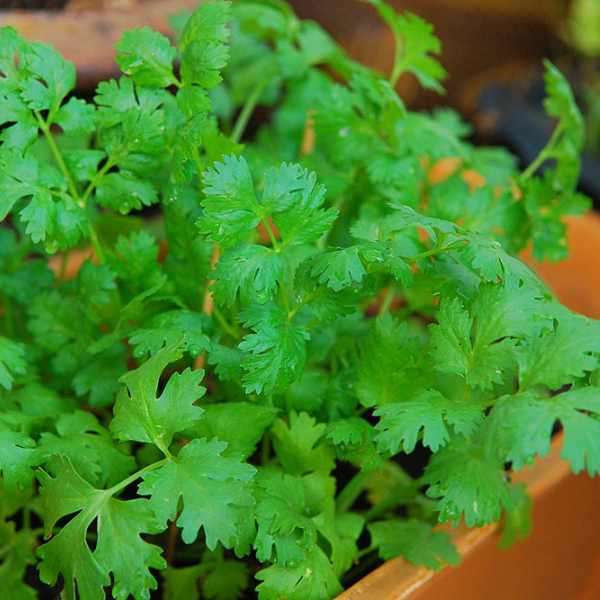 Seed to Stomach - Spanish/Latino Herb Kit