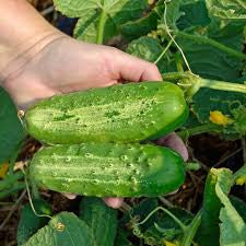 The Ultimate Cucumber Garden Kit: Crisp and Refreshing