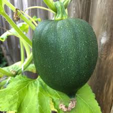 Zucchini/Squash Kit: Grow Your Own Nutritious and Delicious Squash!