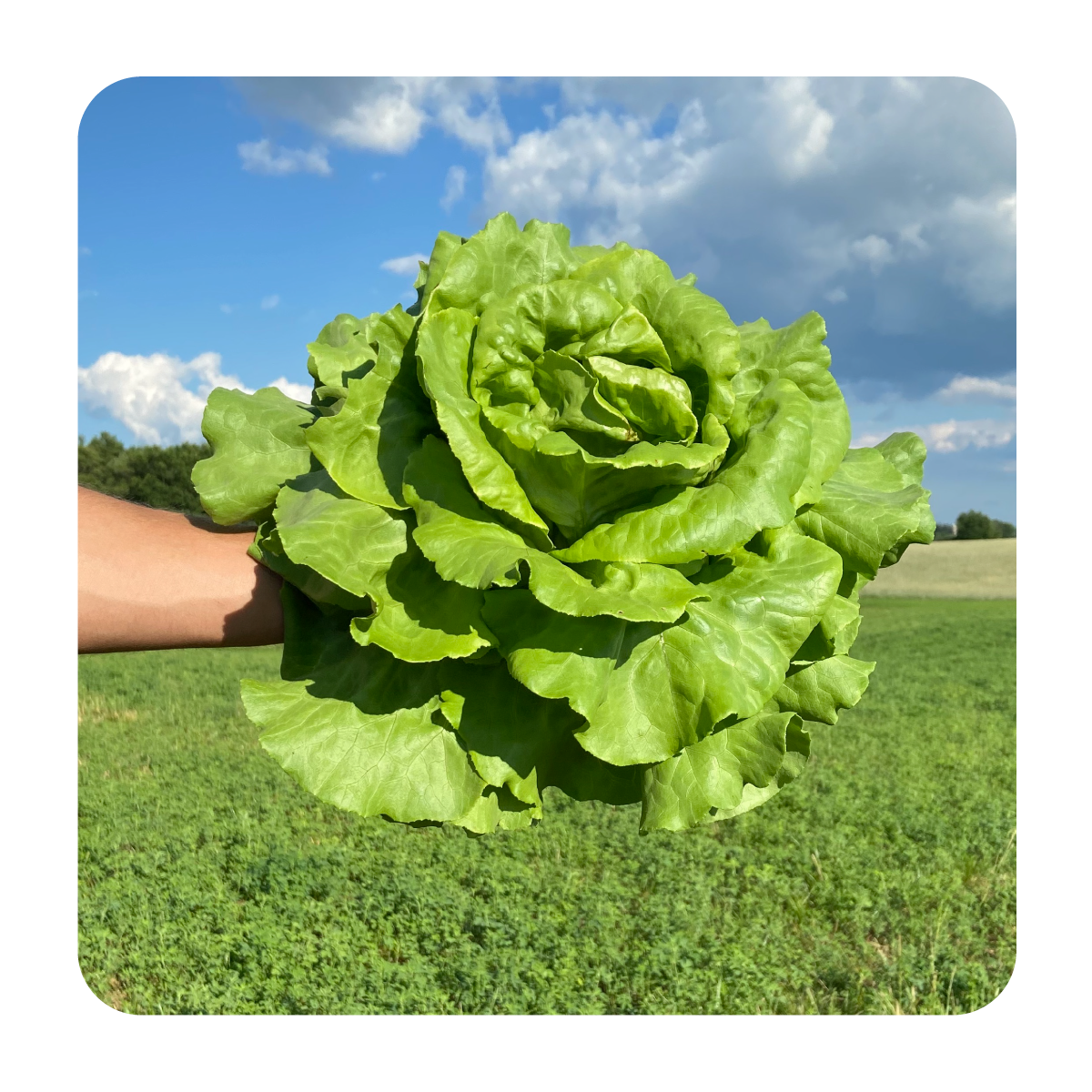 The Ultimate Lettuce Garden Kit: Fresh Greens Galore