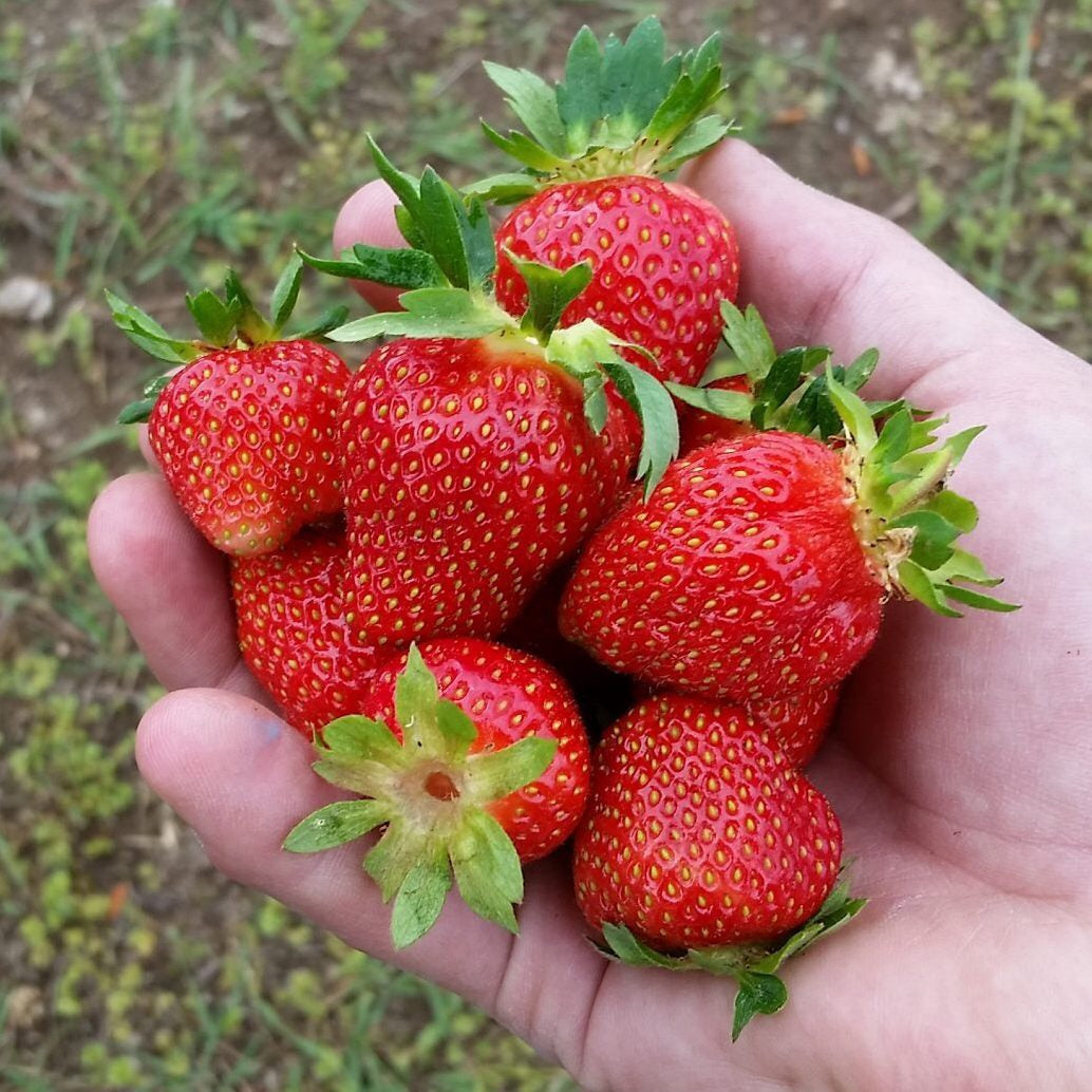 Strawberries Kit: Grow Your Own Sweet and Juicy Strawberries!