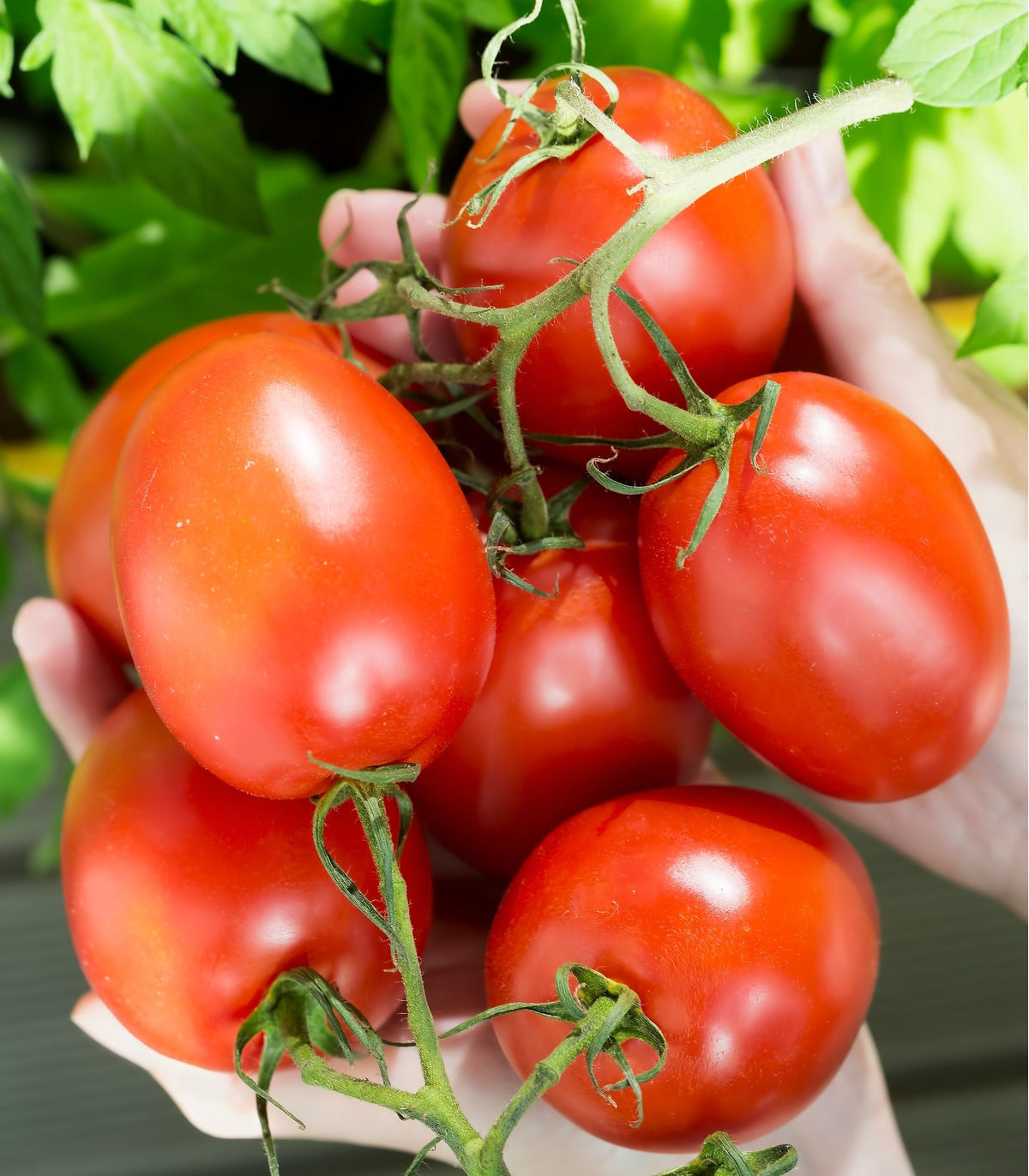 The Ultimate Tomato Garden Kit: A Symphony of Flavors