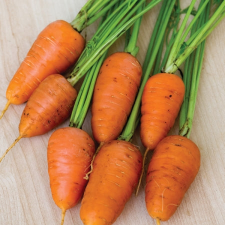 Carrots Kit: Grow Your Own Crunchy and Sweet Carrots!