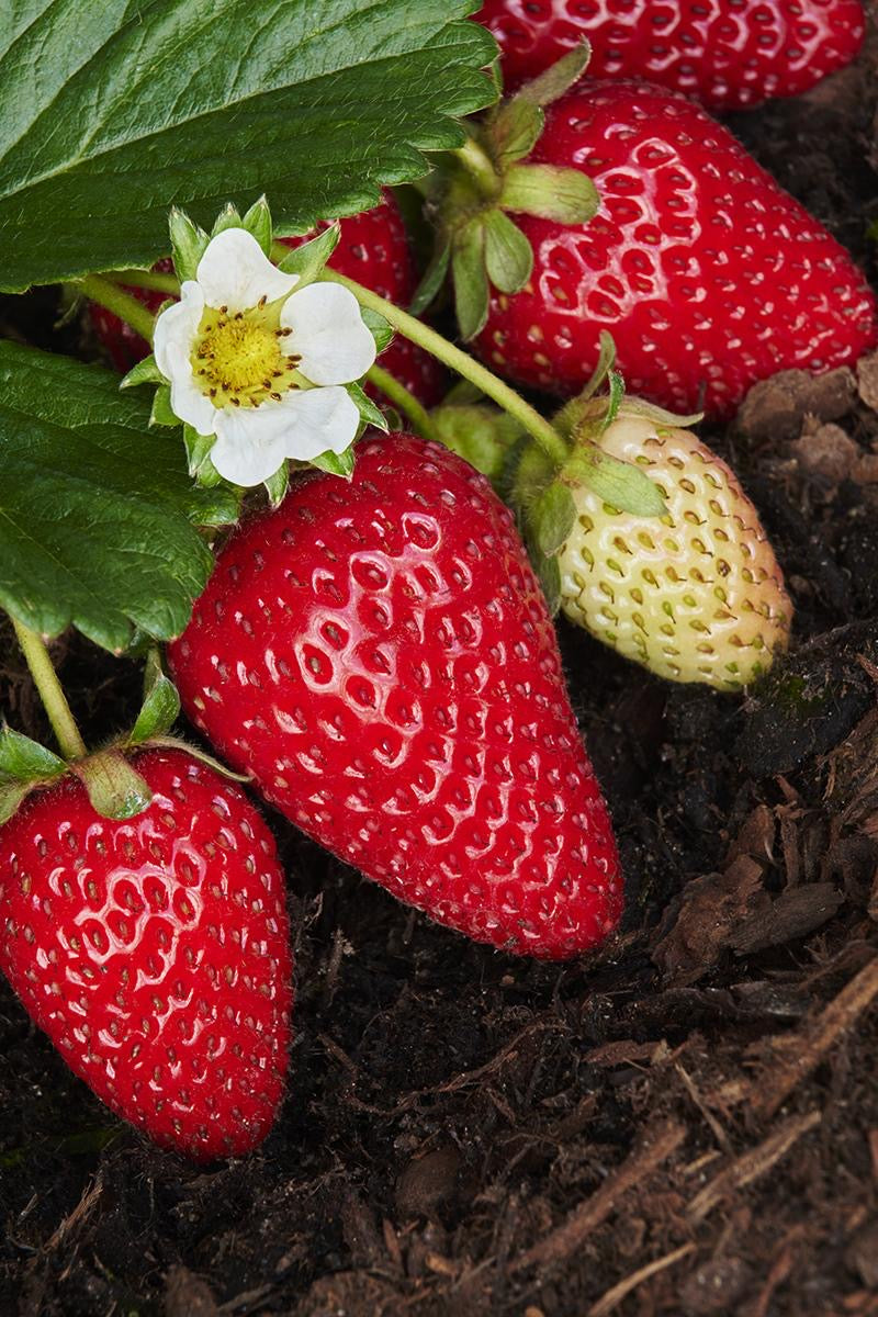 Strawberries Kit: Grow Your Own Sweet and Juicy Strawberries!