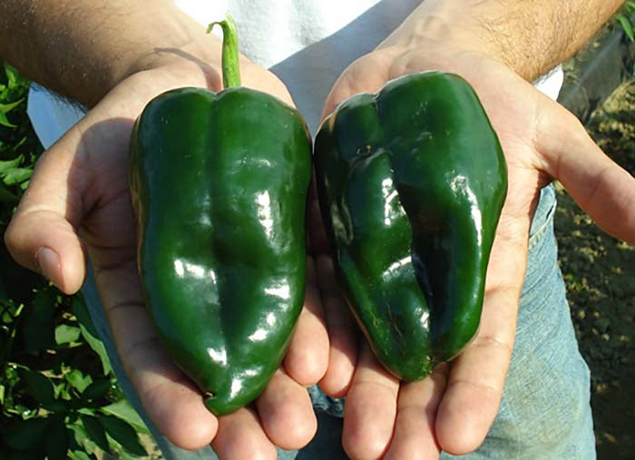 Peppers Kit: Grow Your Own Flavorful Peppers!