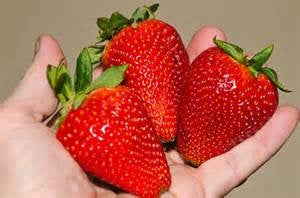 Strawberries Kit: Grow Your Own Sweet and Juicy Strawberries!