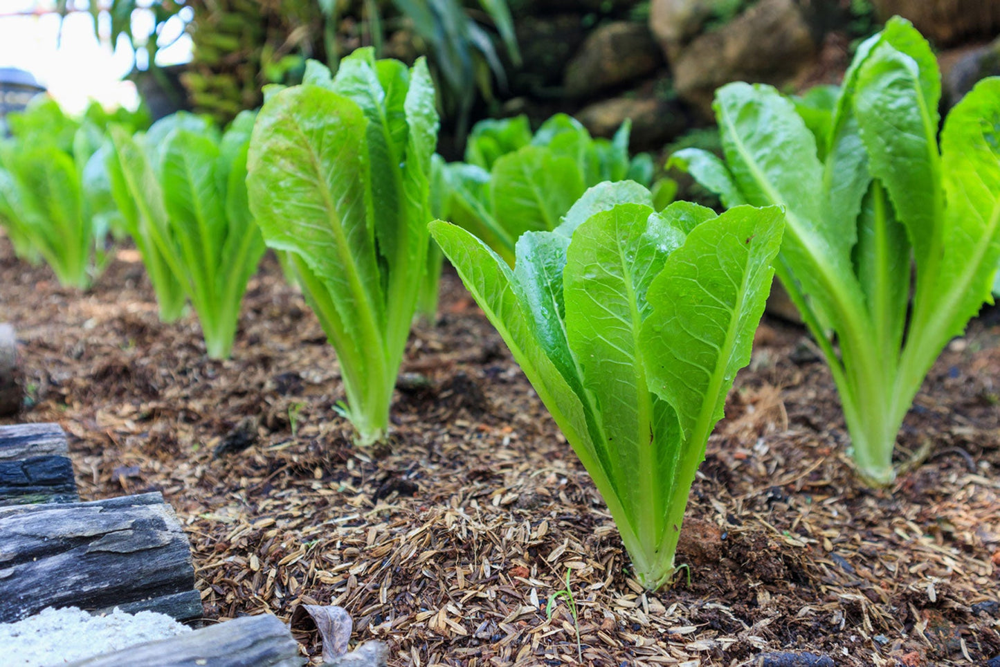 The Ultimate Lettuce Garden Kit: Fresh Greens Galore