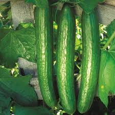 The Ultimate Cucumber Garden Kit: Crisp and Refreshing