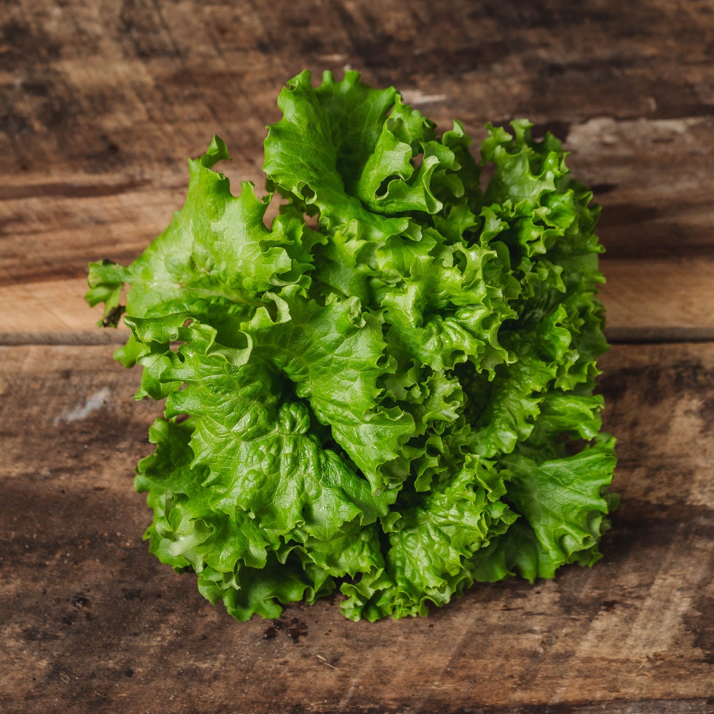 The Ultimate Lettuce Garden Kit: Fresh Greens Galore