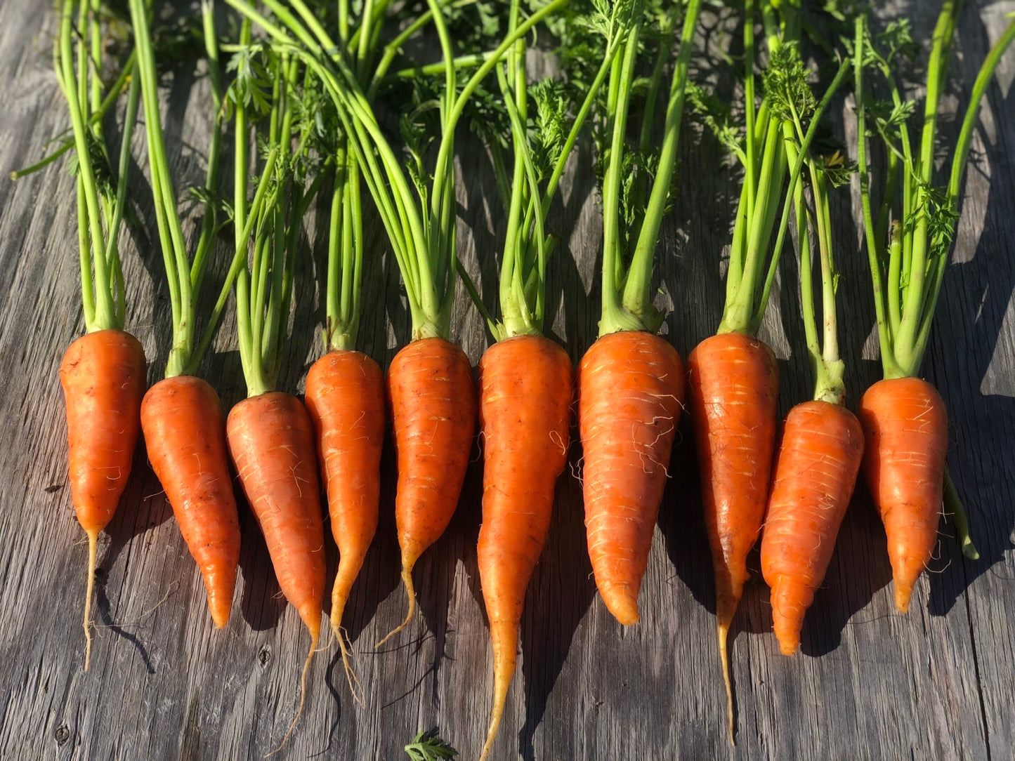 Carrots Kit: Grow Your Own Crunchy and Sweet Carrots!