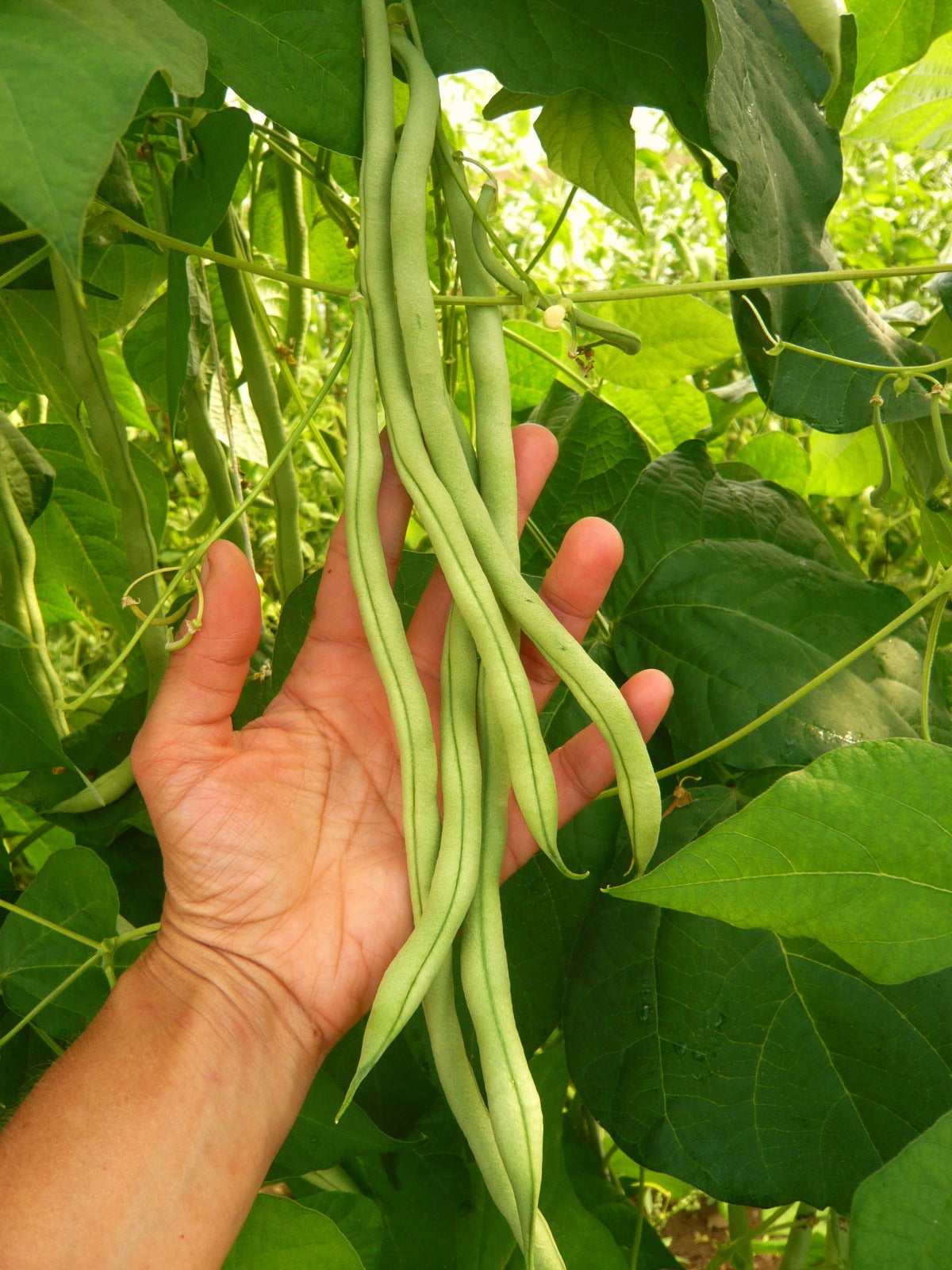 Beans Kit: Grow Your Own Nutritious and Delicious Beans!