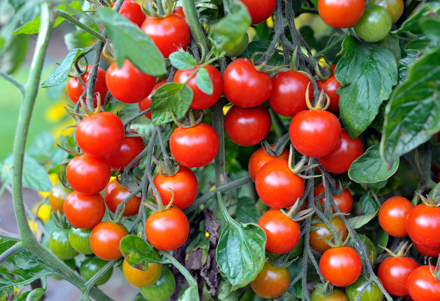 The Ultimate Tomato Garden Kit: A Symphony of Flavors