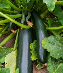 Zucchini/Squash Kit: Grow Your Own Nutritious and Delicious Squash!