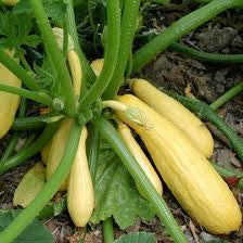 Zucchini/Squash Kit: Grow Your Own Nutritious and Delicious Squash!