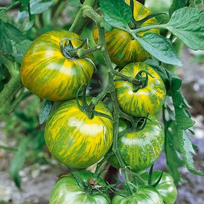 The Ultimate Tomato Garden Kit: A Symphony of Flavors