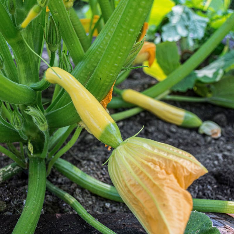 Zucchini/Squash Kit: Grow Your Own Nutritious and Delicious Squash!